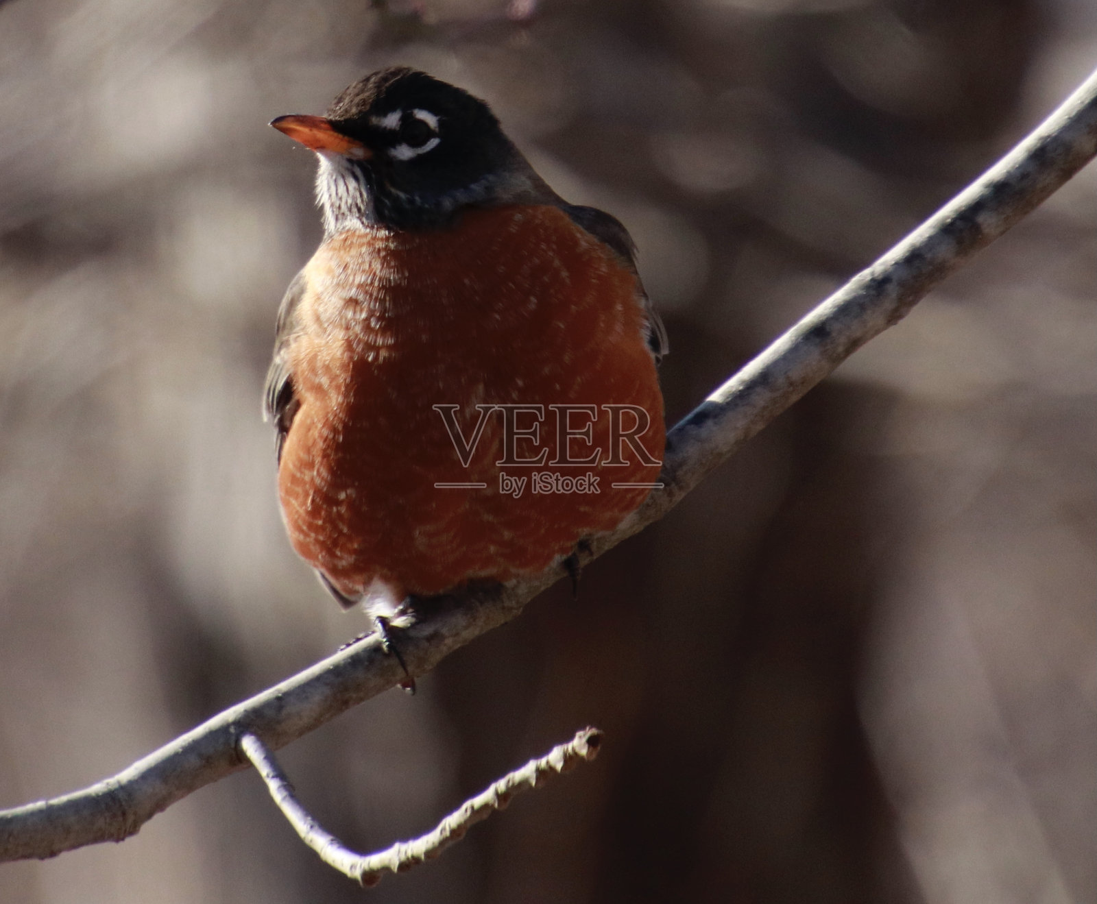 知更鸟在冬天的树枝上照片摄影图片