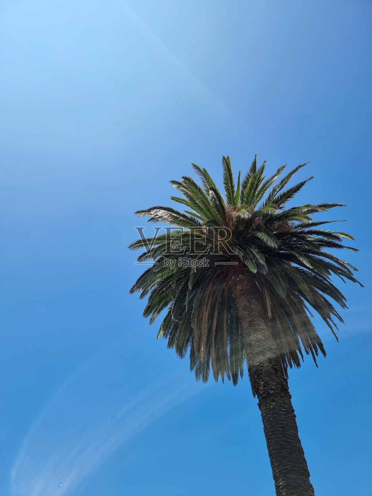 棕榈树照片摄影图片