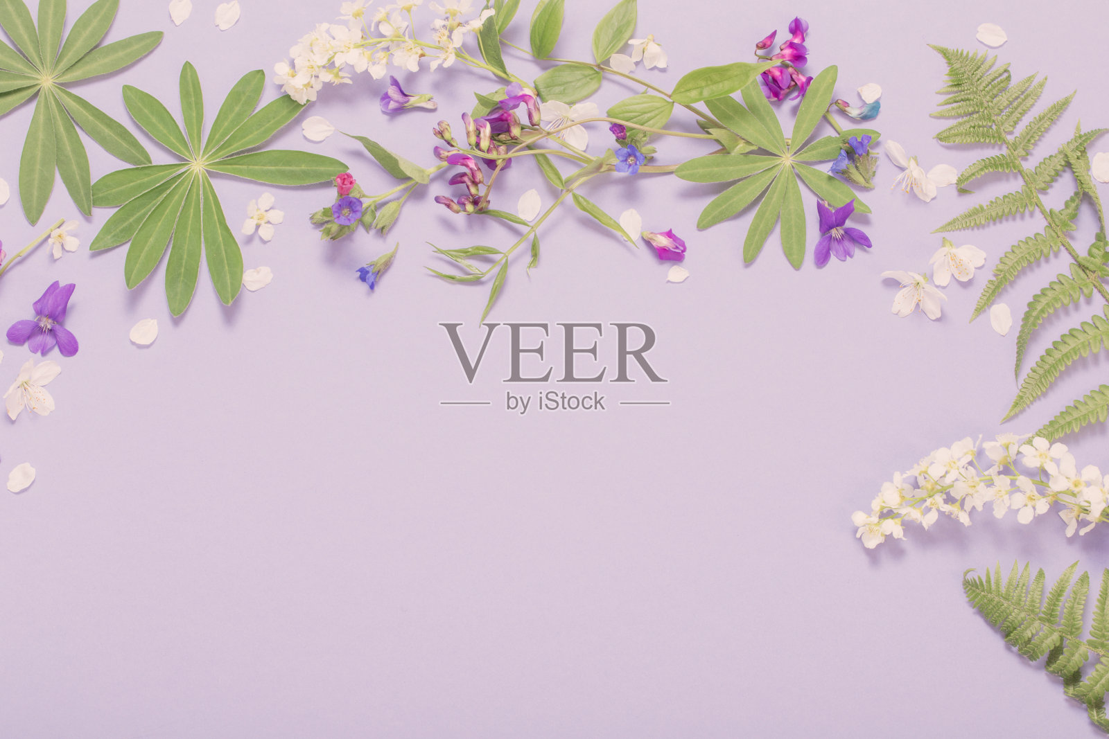 春天的花紫色的纸背景照片摄影图片