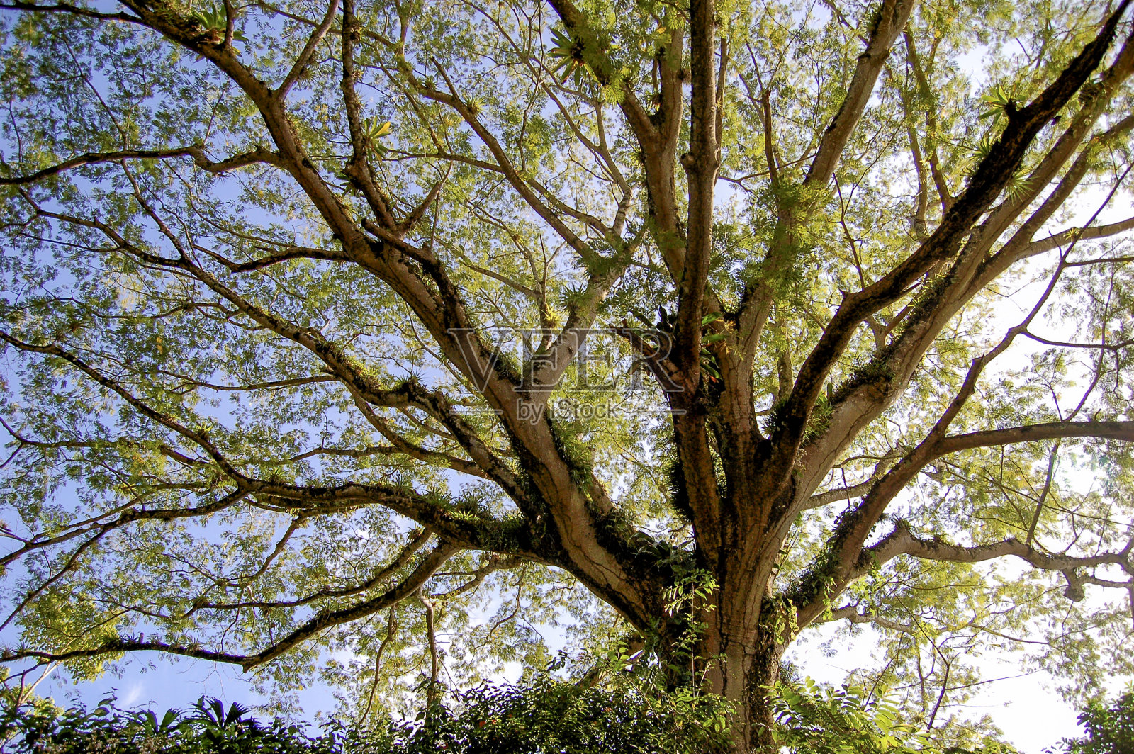 树冠在阳光照耀下与尼加拉瓜的蓝天在全帧拍摄POV从下面照片摄影图片