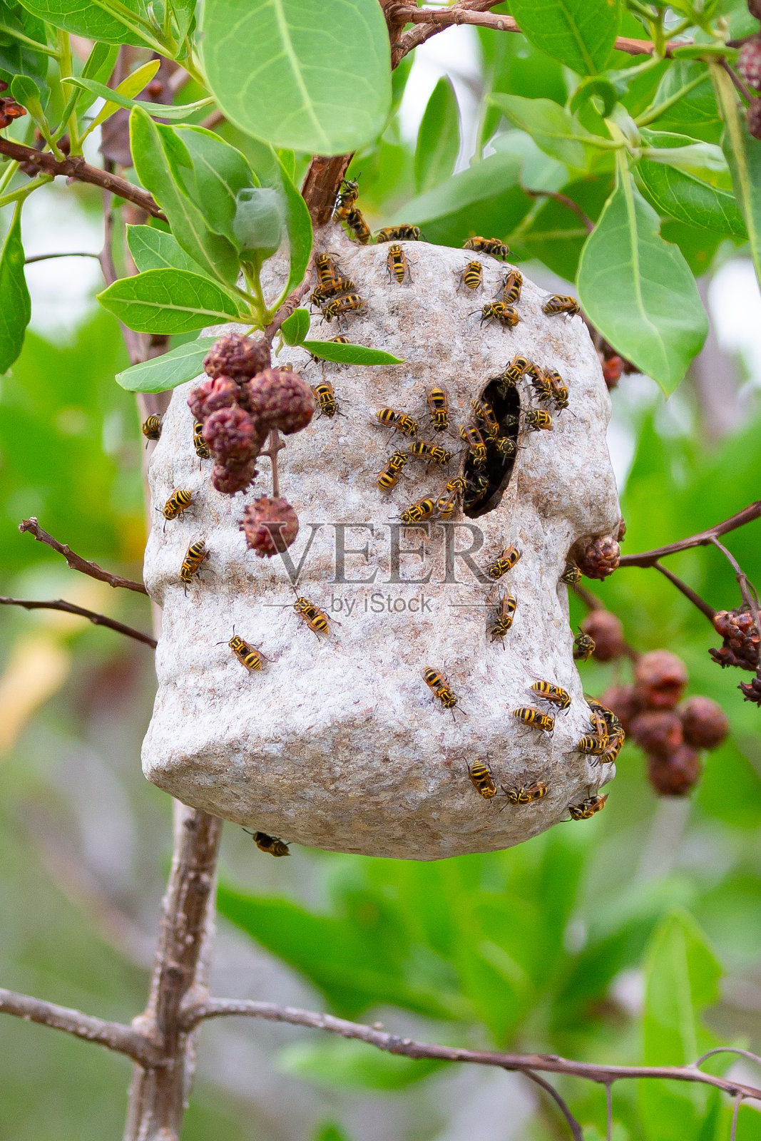 胡蜂巢照片摄影图片