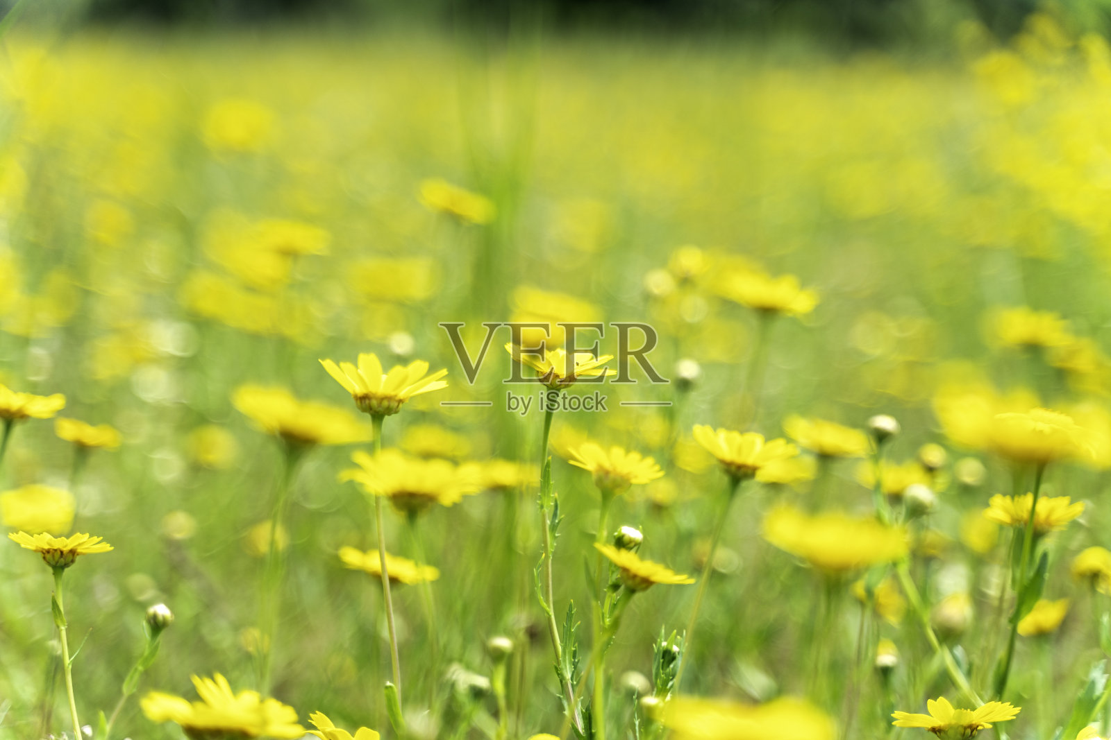 春花黄——选择性聚焦。照片摄影图片