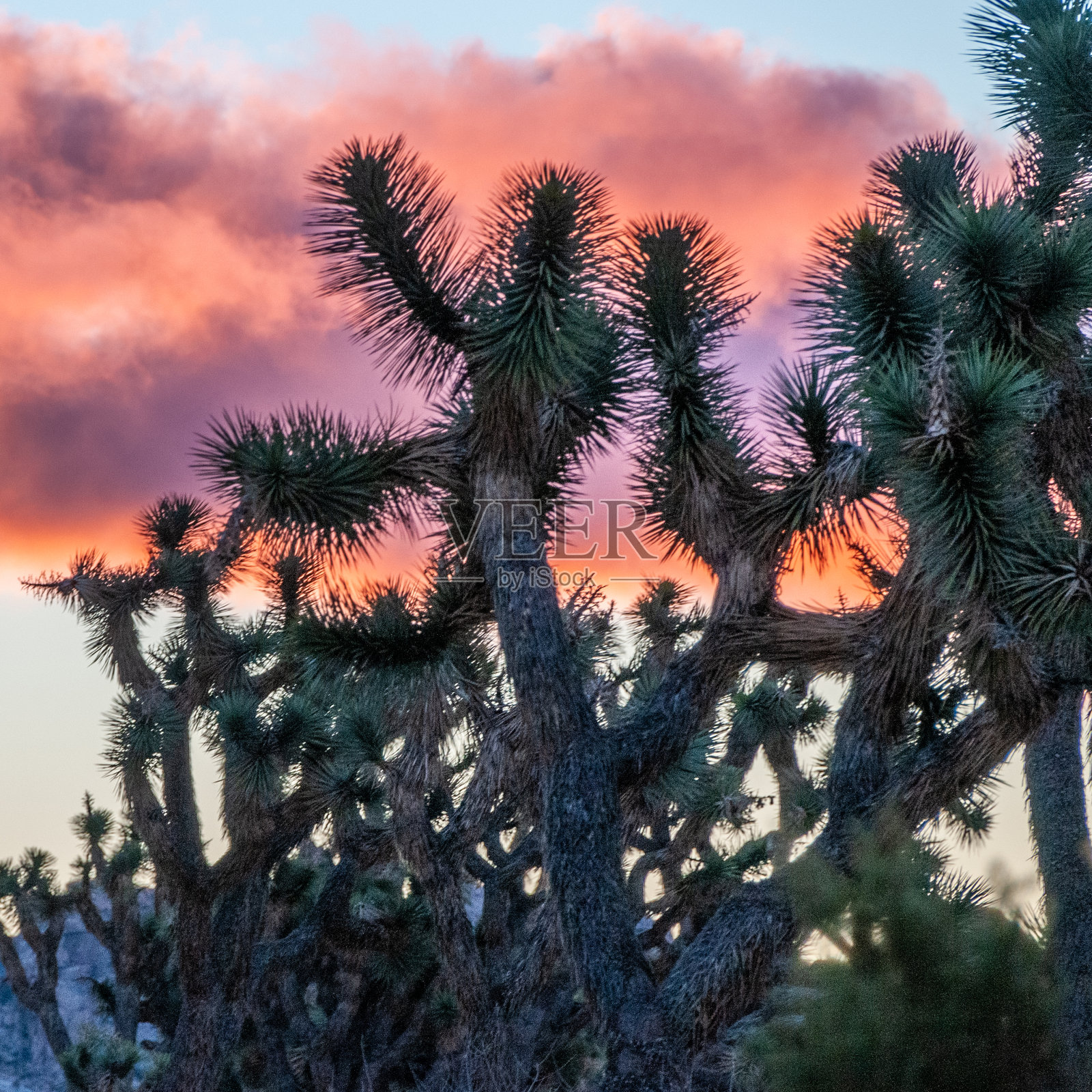 约书亚树国家公园的日出照片摄影图片