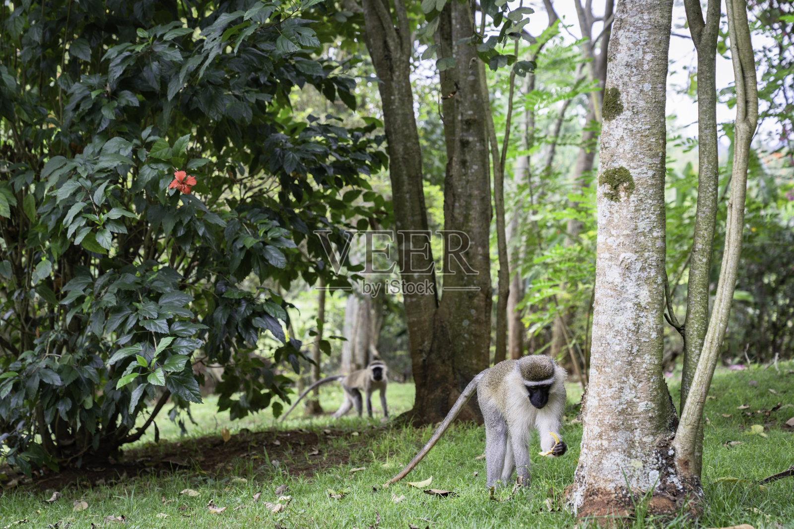 小天鹅绒猴子吃香蕉皮照片摄影图片