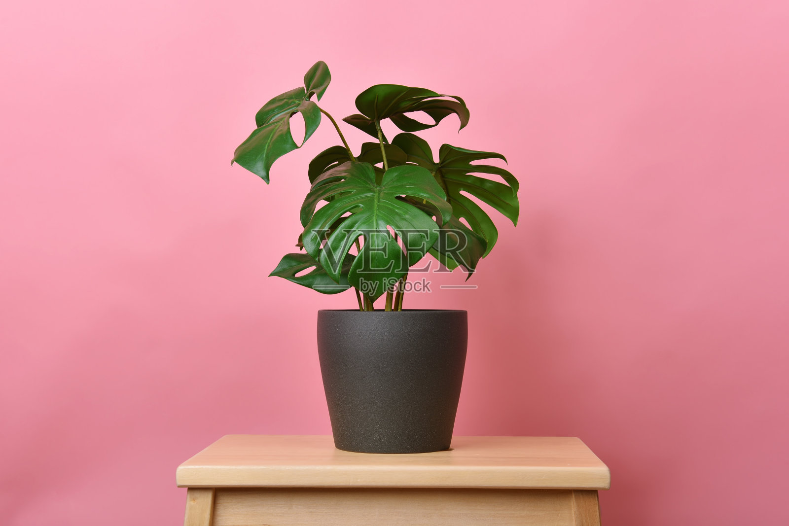 人造植物，在粉红色背景下种植的飞龙，室内热带室内盆栽植物，用于家庭和客厅室内。照片摄影图片