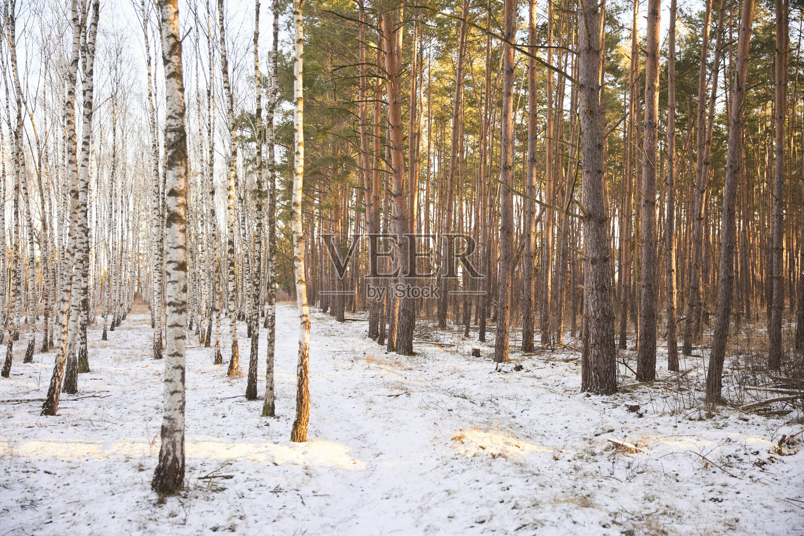 松树和桦树林中小雪照片摄影图片