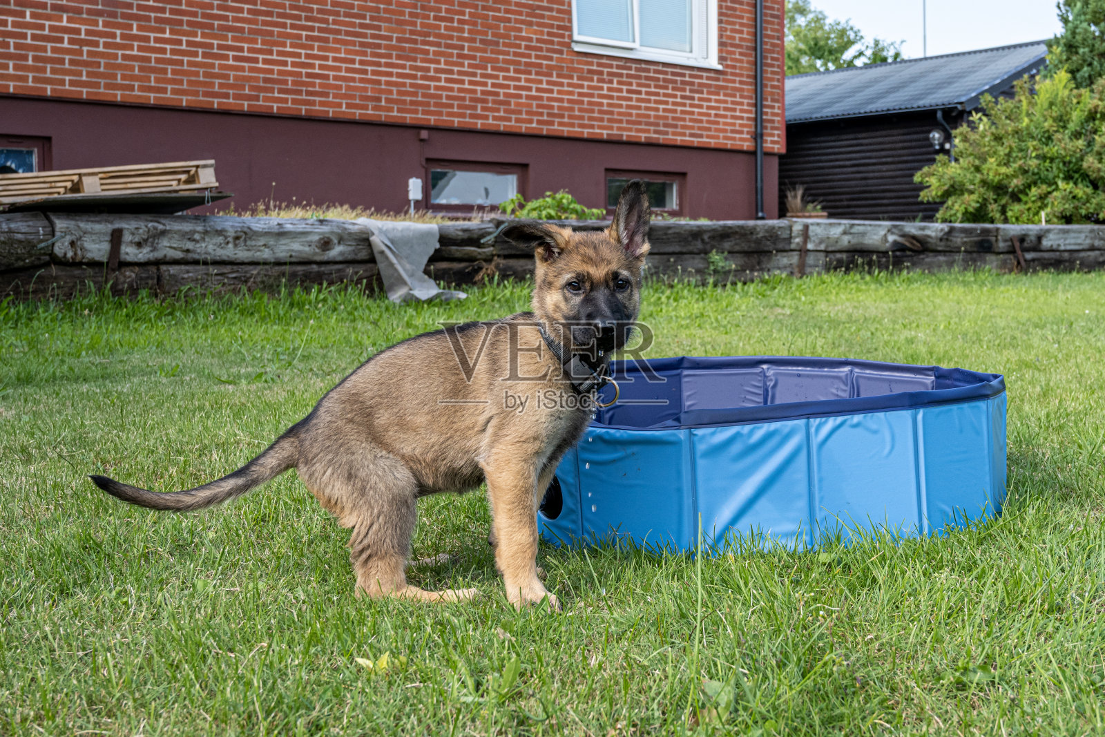 8周大的德国牧羊犬小狗在绿草地上的狗肖像。貂色，工作线品种照片摄影图片
