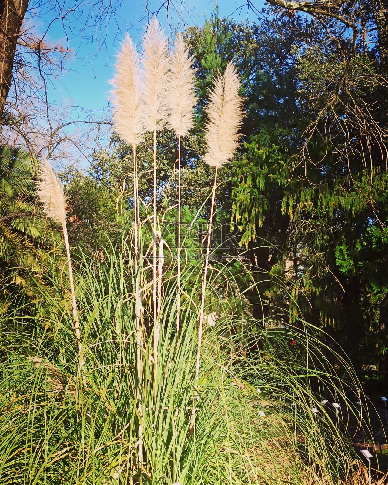 法国波尔多公共花园照片摄影图片