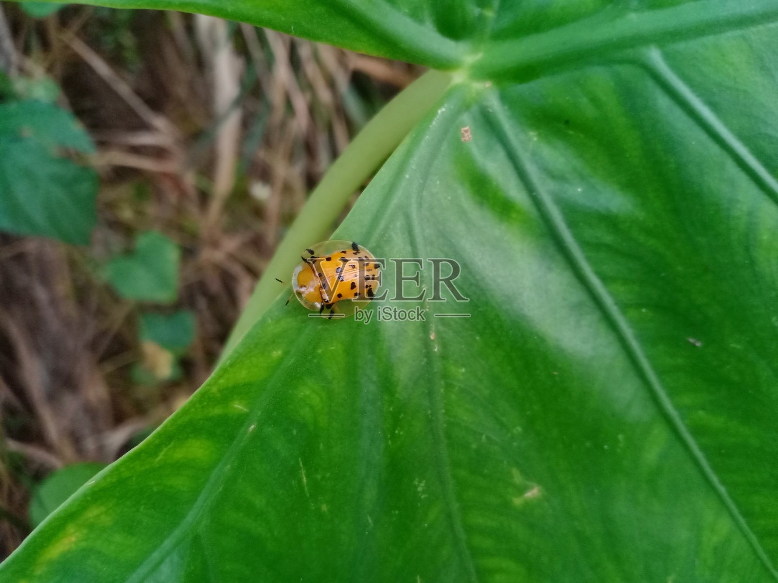昆虫照片摄影图片