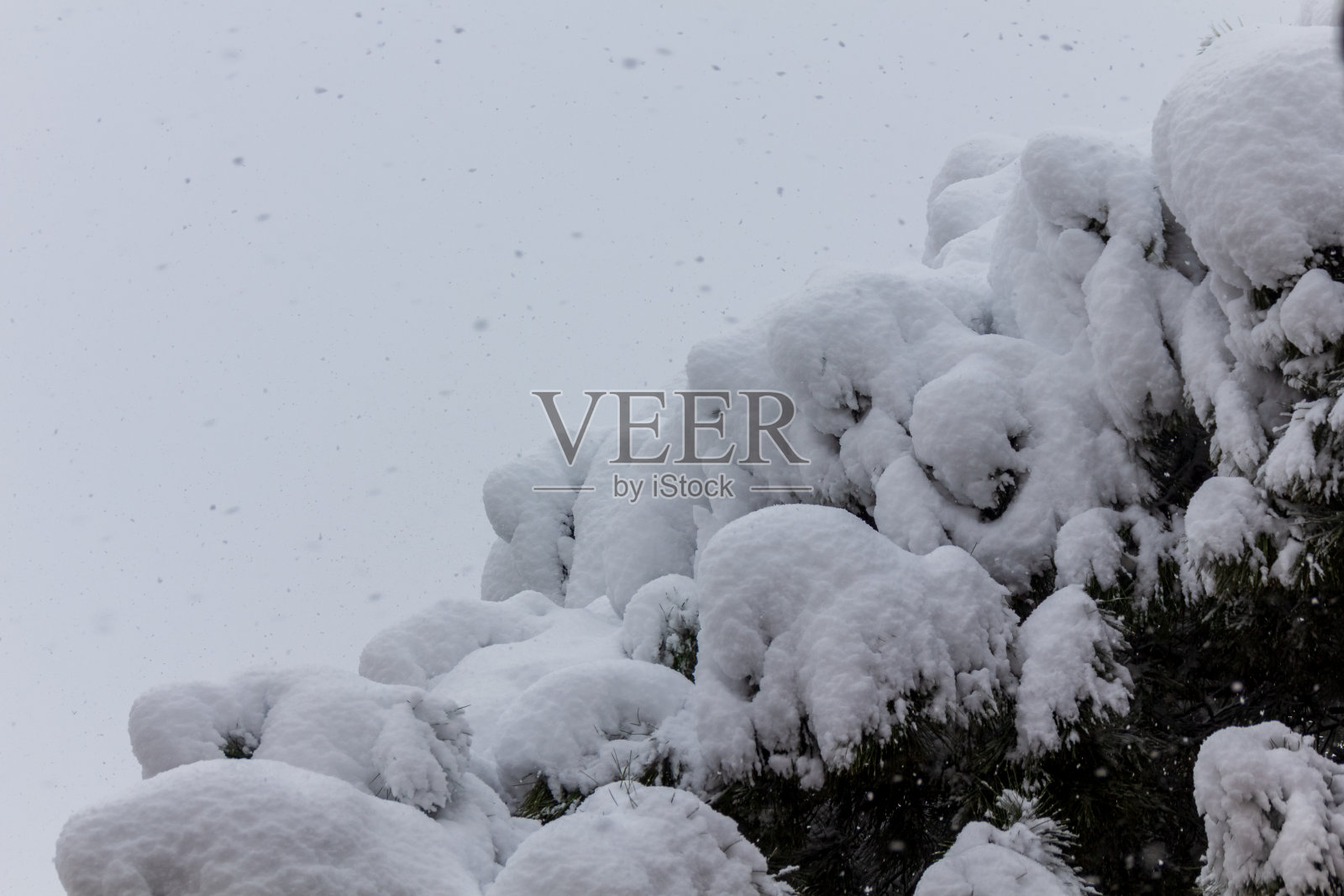 在2021年1月的菲洛梅娜风暴中，松树被大雪覆盖照片摄影图片