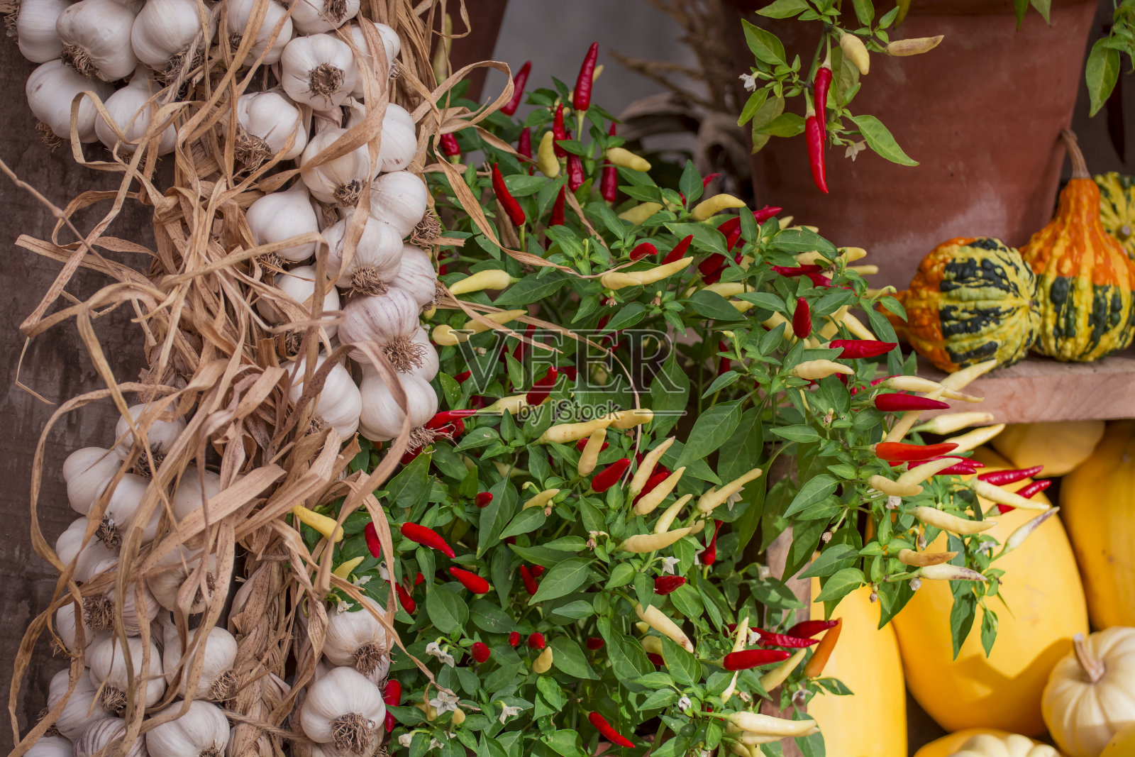 排列的几个五彩缤纷的南瓜显示照片摄影图片
