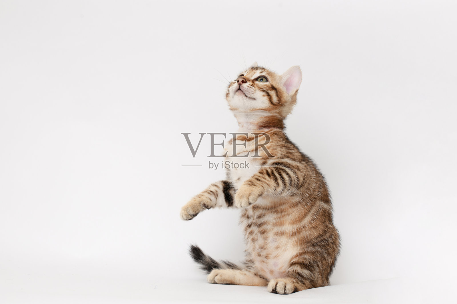 有趣的斑点孟加拉猫与美丽的绿色大眼睛。可爱的毛茸茸的顽皮的猫。文本的空闲空间。照片摄影图片