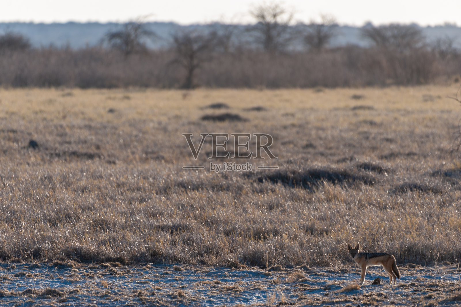豺狼在寻找猎物照片摄影图片