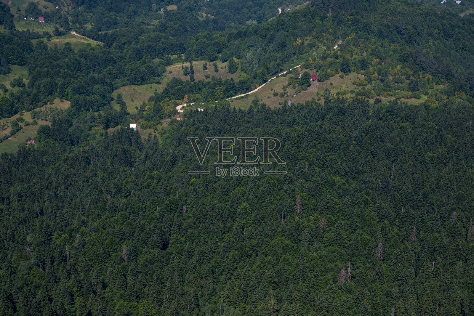 森林里腐烂的树照片摄影图片