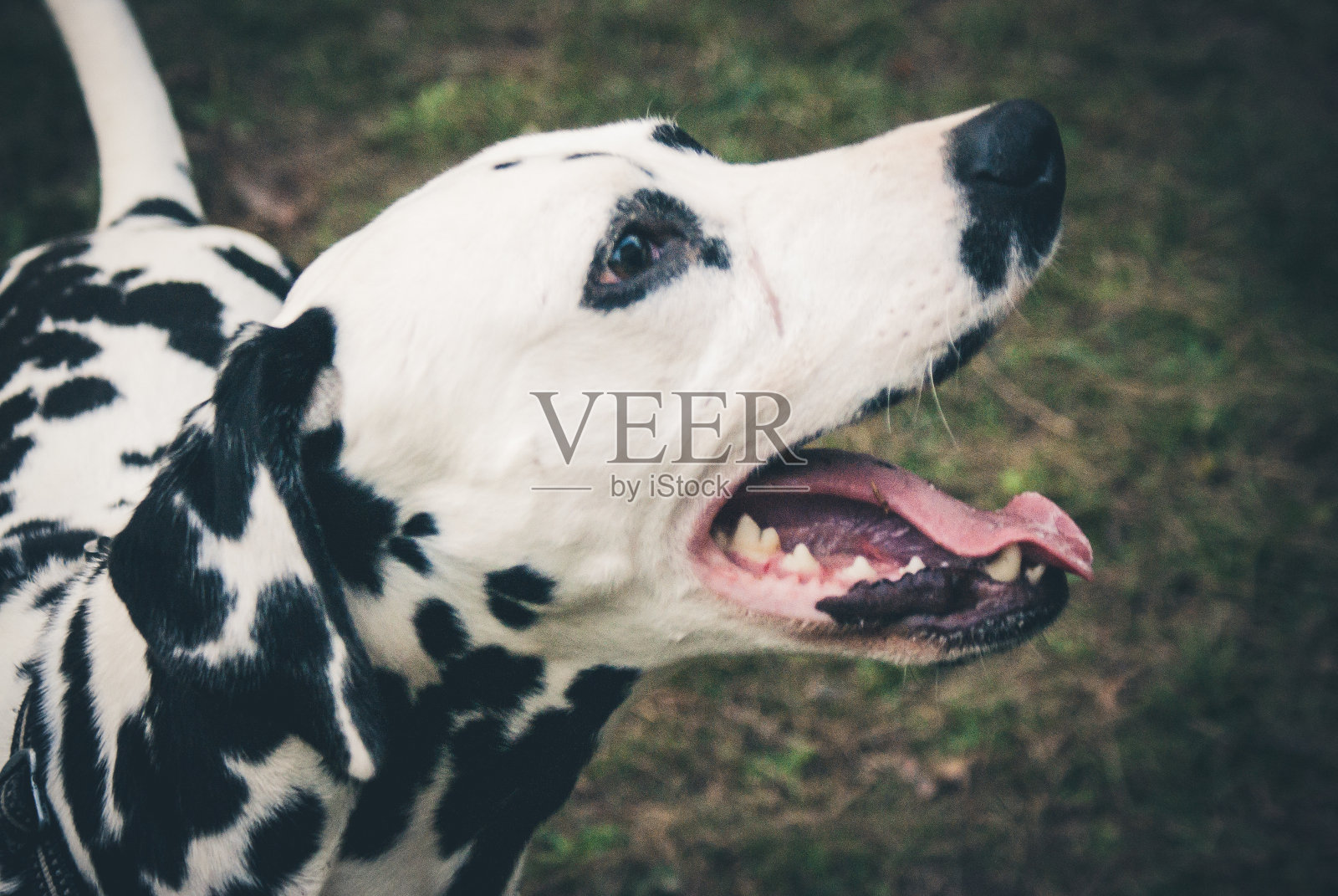 甜蜜的dalamatine照片摄影图片