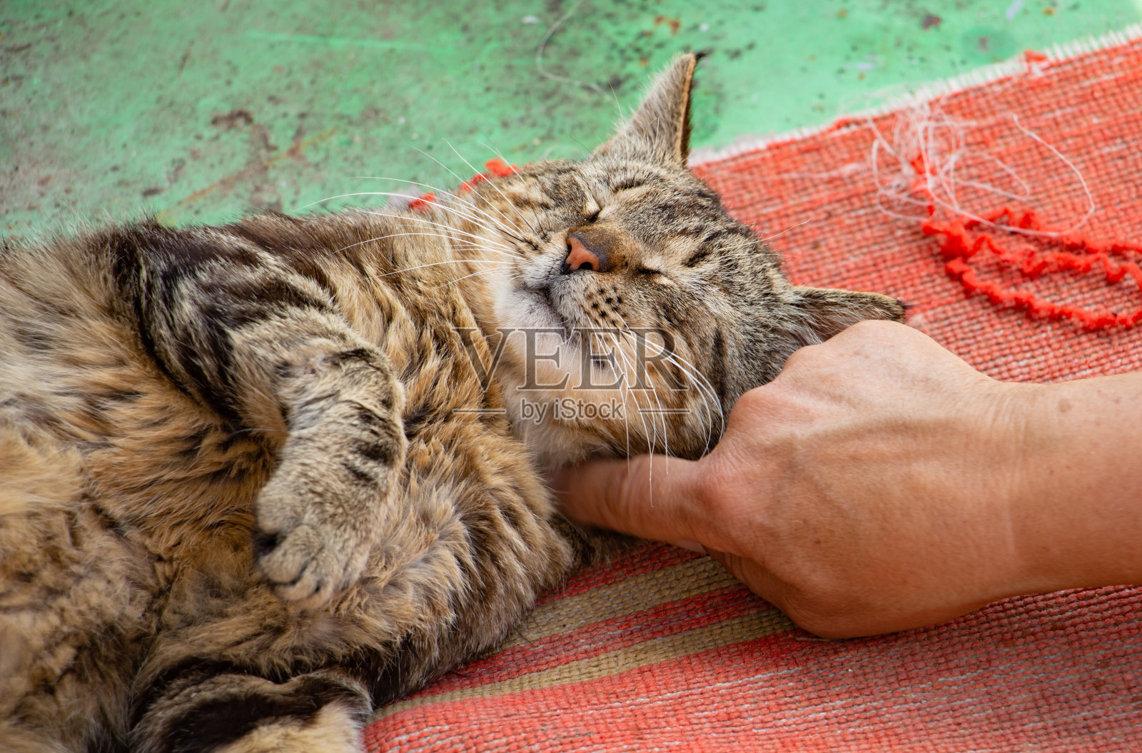 一只小花猫躺在院子里晒太阳照片摄影图片