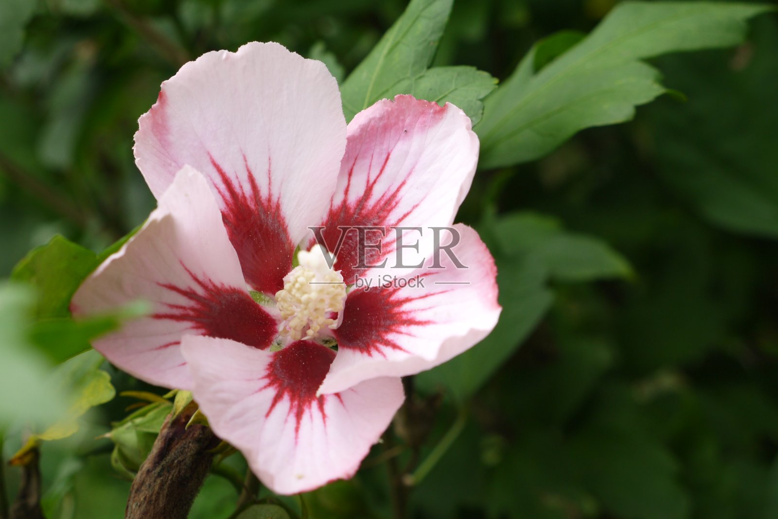 粉红色的夏花照片摄影图片