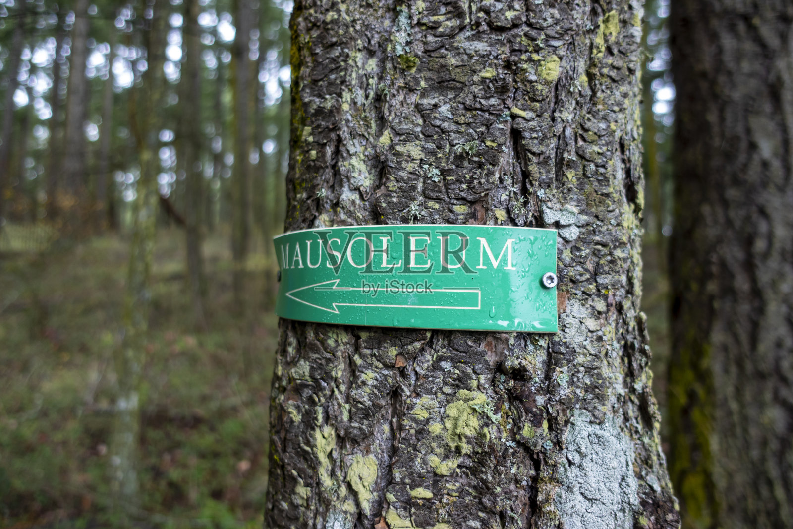 方向箭头标志的角度视图，指向圣胡安群岛森林区域深处的陵墓照片摄影图片