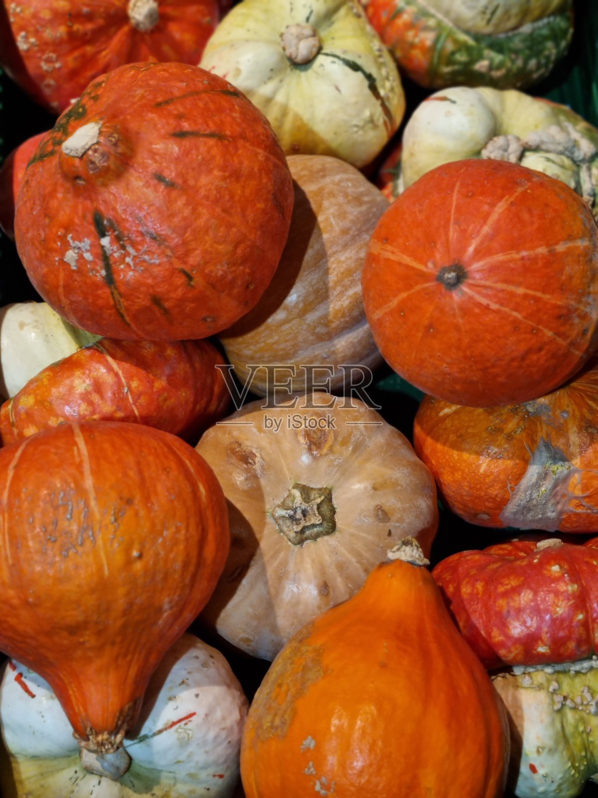 及南瓜照片摄影图片