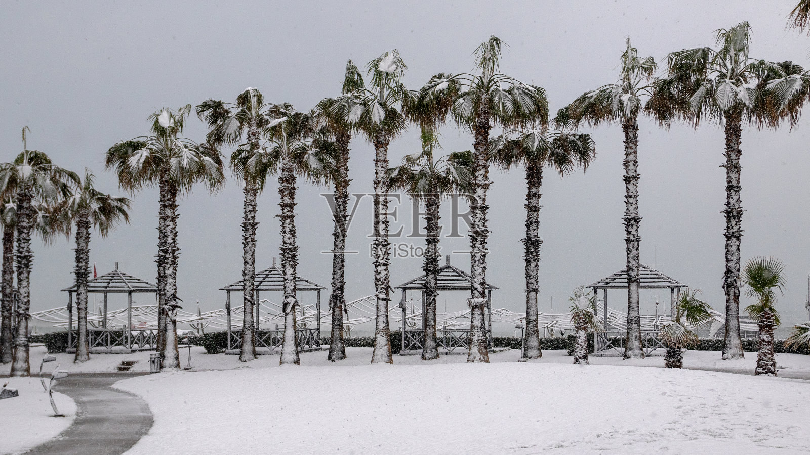 地中海沿岸遭遇大雪。安塔利亚土耳其。棕榈树、无花果树和绿色植物被雪覆盖着。海滩和咖啡馆空无一人。照片摄影图片