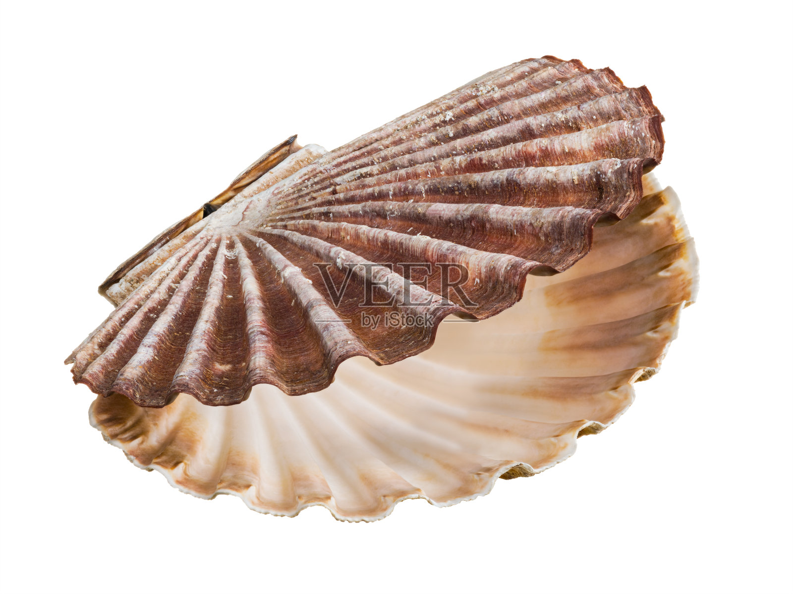 开放的大扇贝贝壳孤立在白色背景上。Pecten maximus或jacobaeus照片摄影图片