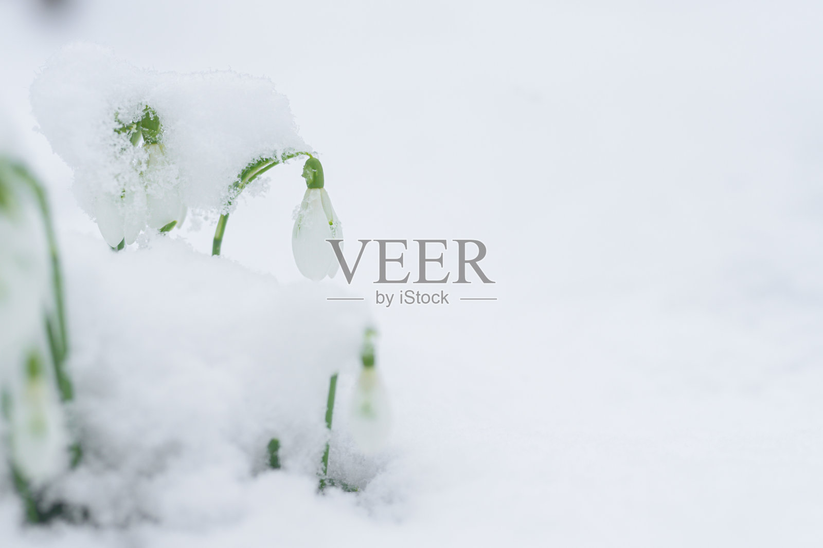雪白的雪花莲在深深的雪里。拉丁名Leucojum vernum照片摄影图片