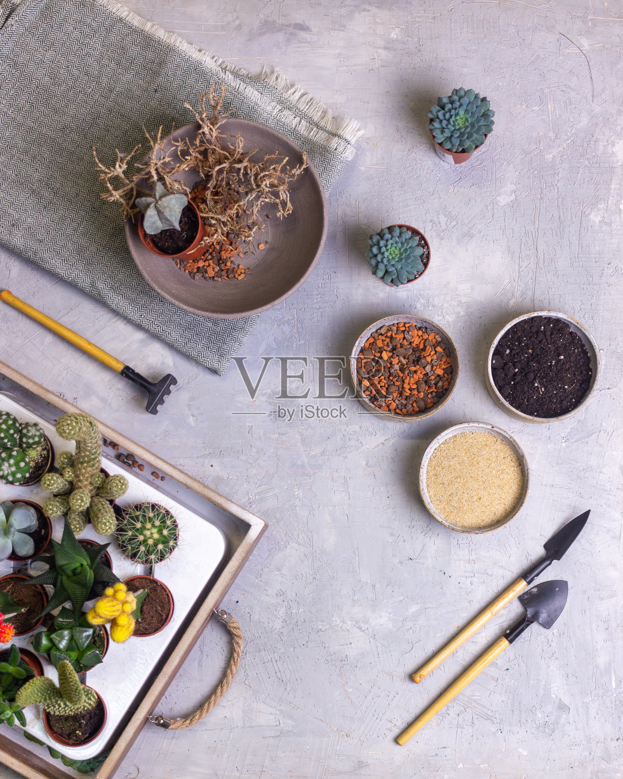 仙人掌和多肉植物的成分照片摄影图片