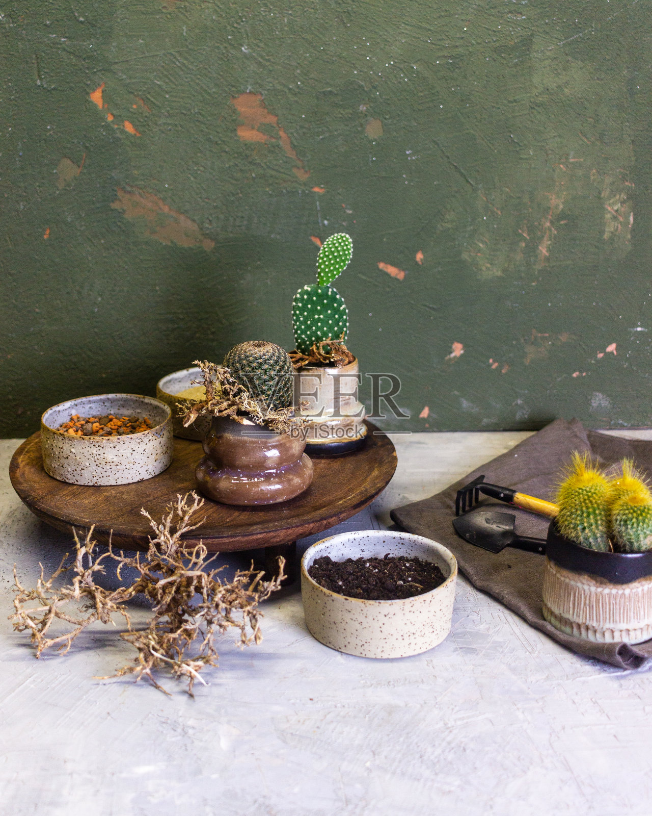 仙人掌和多肉植物的成分照片摄影图片