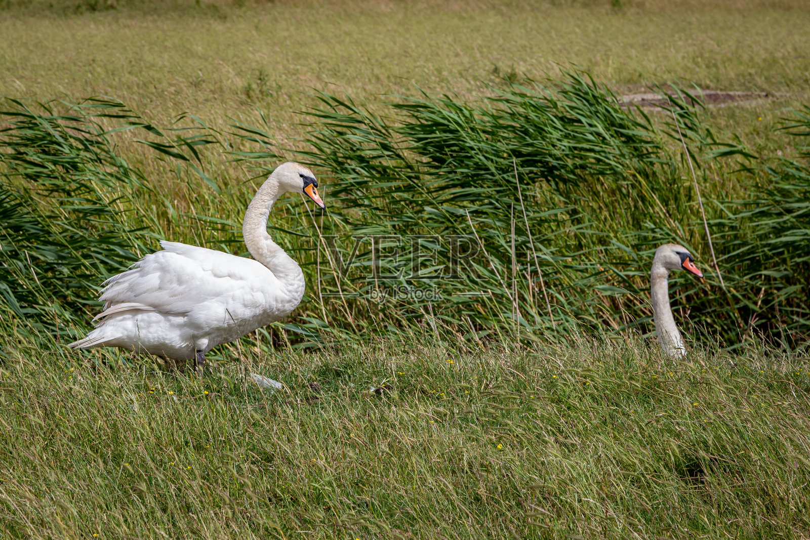 夏天，一只天鹅在河岸上，另一只在水里照片摄影图片