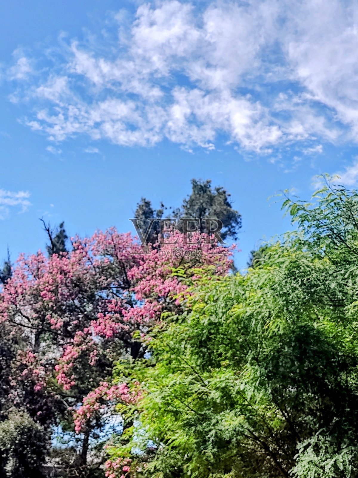 公园照片摄影图片