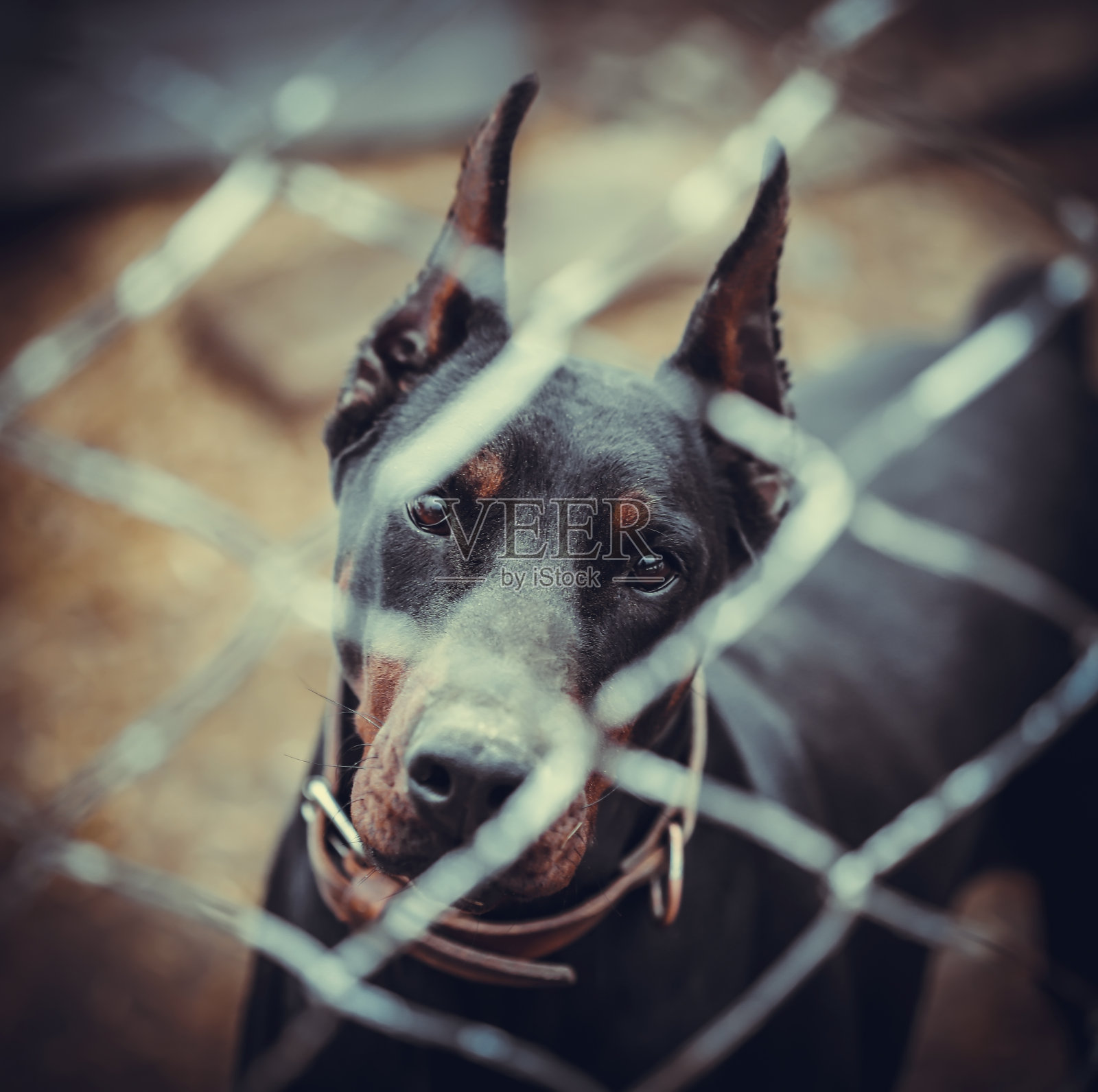 一只黑狗的肖像照片摄影图片