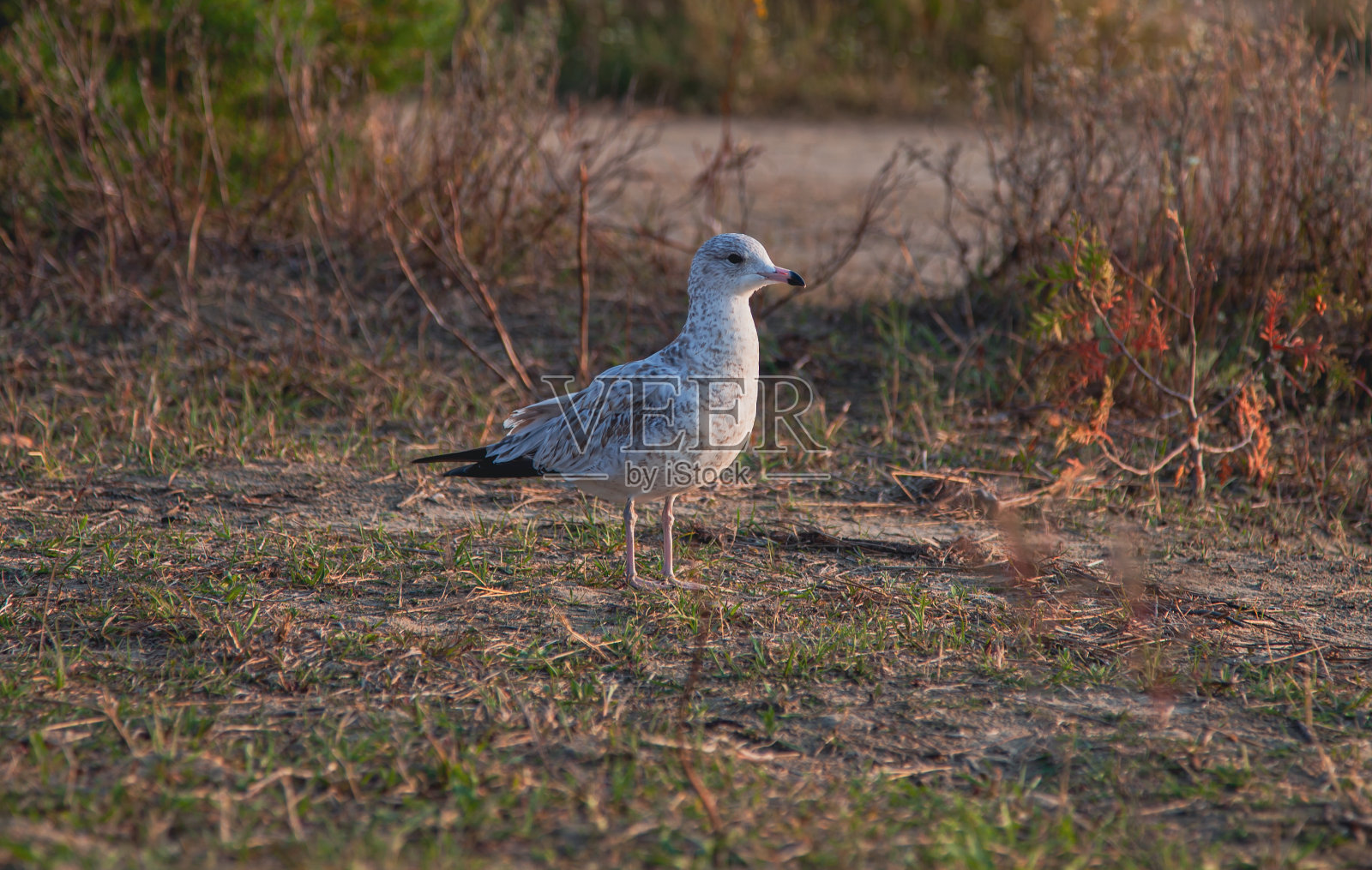 站在海滩上望着大海的海鸥照片摄影图片