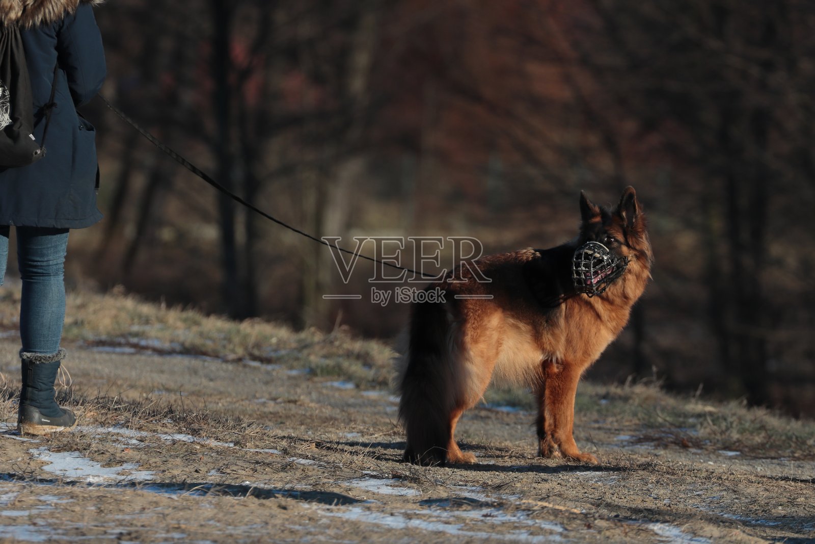 德国牧羊犬照片摄影图片