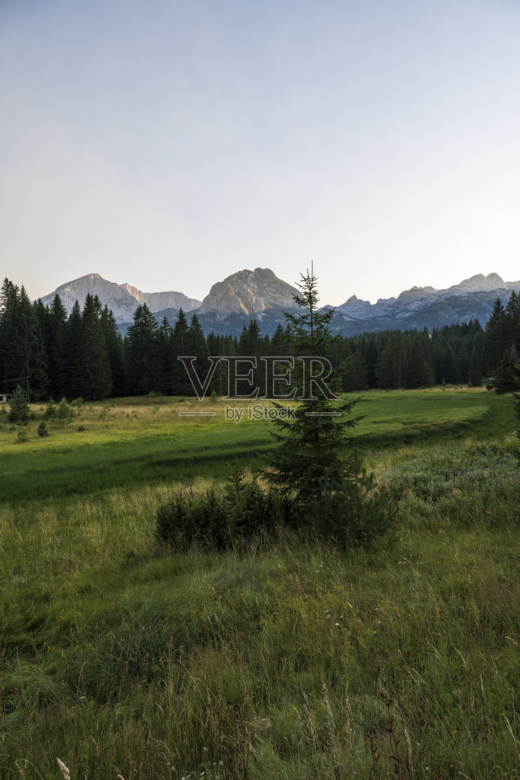 松树林前有一棵松树照片摄影图片