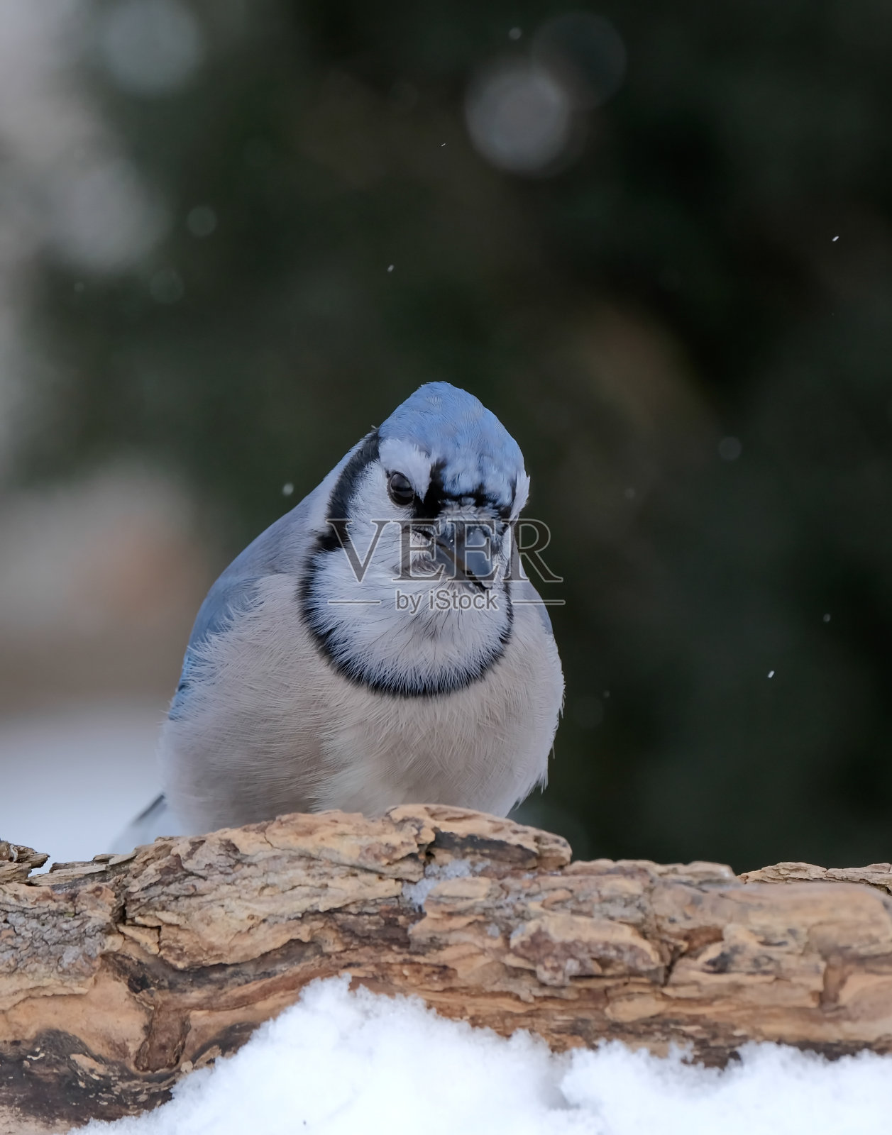 冠蓝鸦照片摄影图片