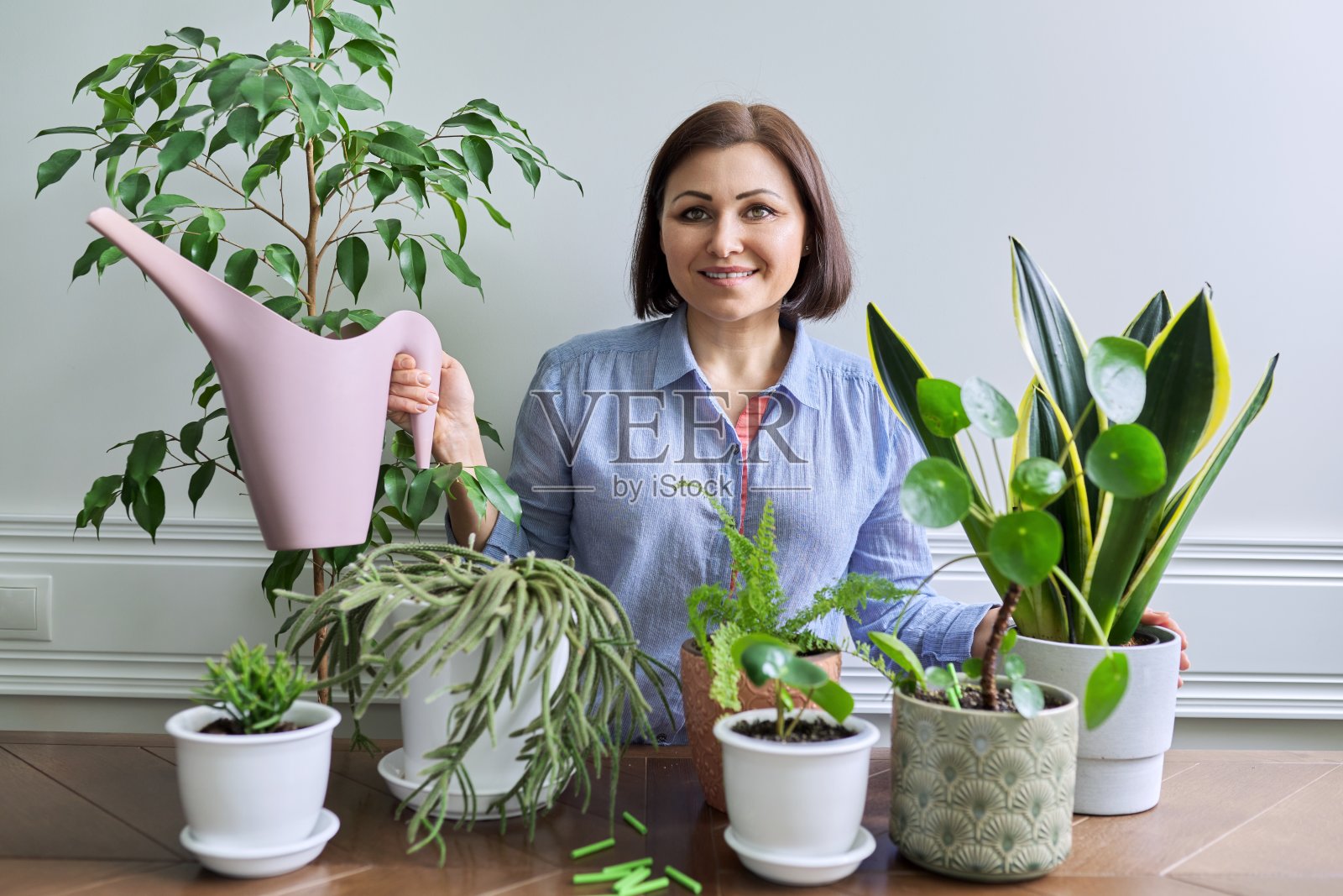在花盆里照料室内植物的女人，用喷壶给植物浇水照片摄影图片