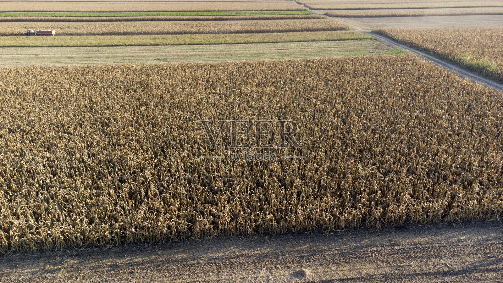 从上面看成熟的玉米田照片摄影图片