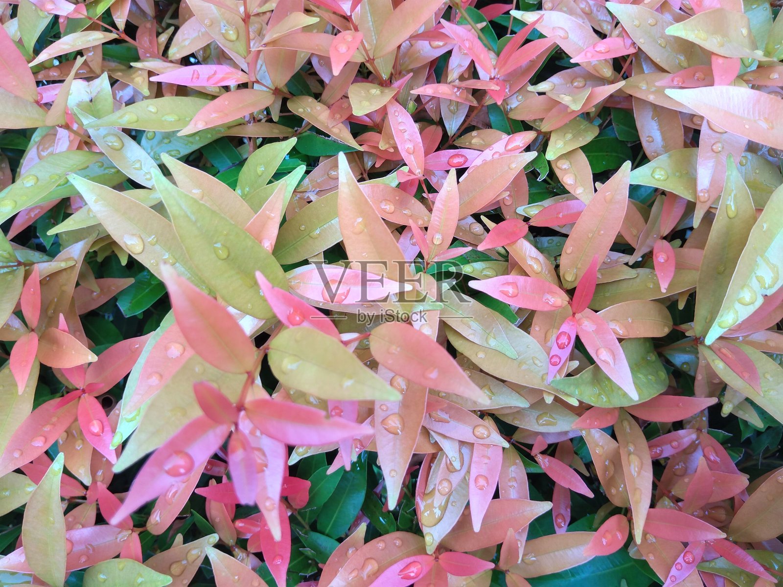 城市公园内种植的红笋叶观赏植物照片摄影图片