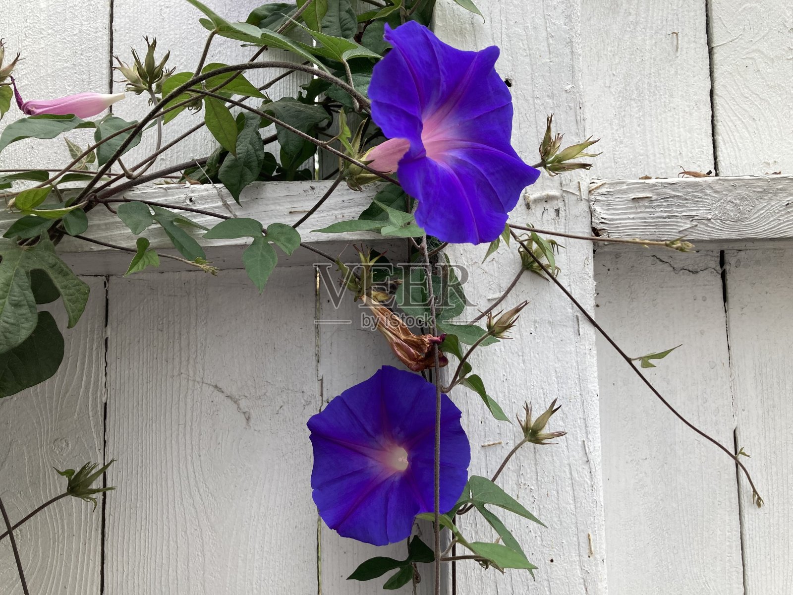 两朵紫色牵牛花在花园的白篱笆上绽放照片摄影图片