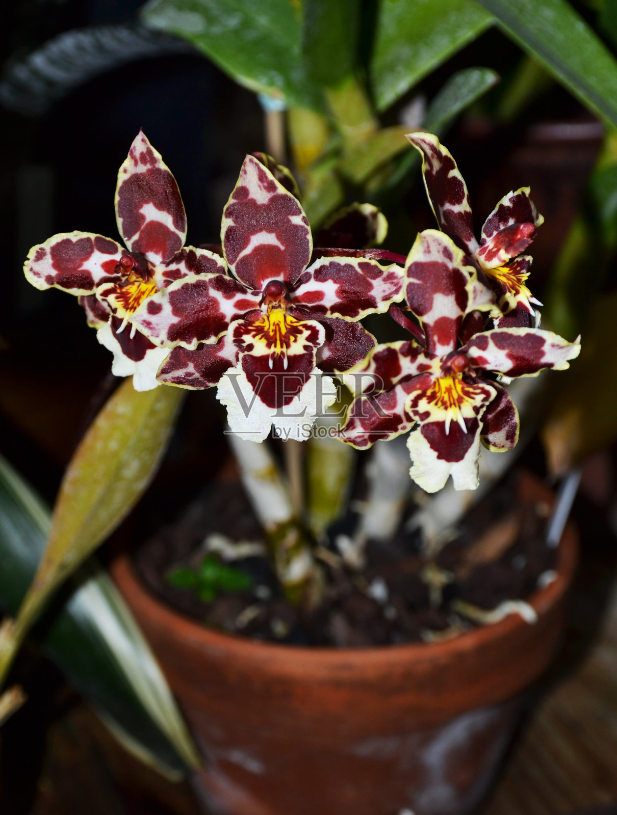 蛾兰花:特写照片照片摄影图片