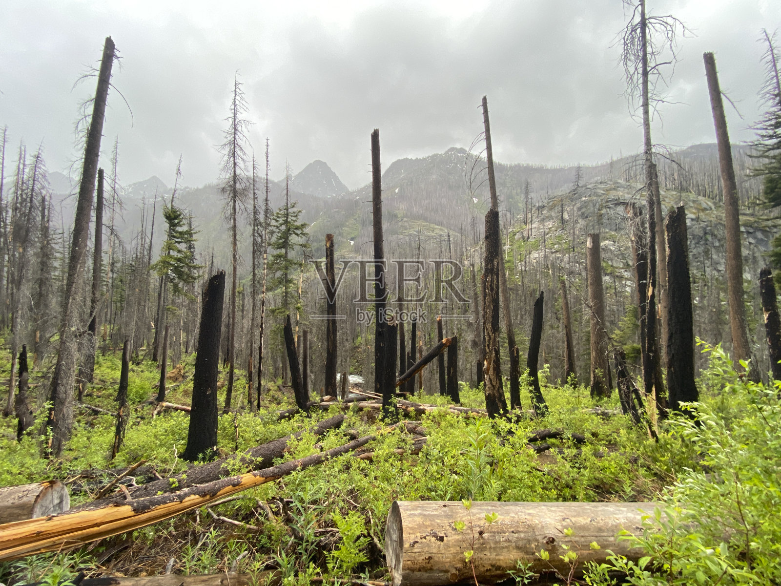 徒步穿越被森林大火破坏的森林照片摄影图片