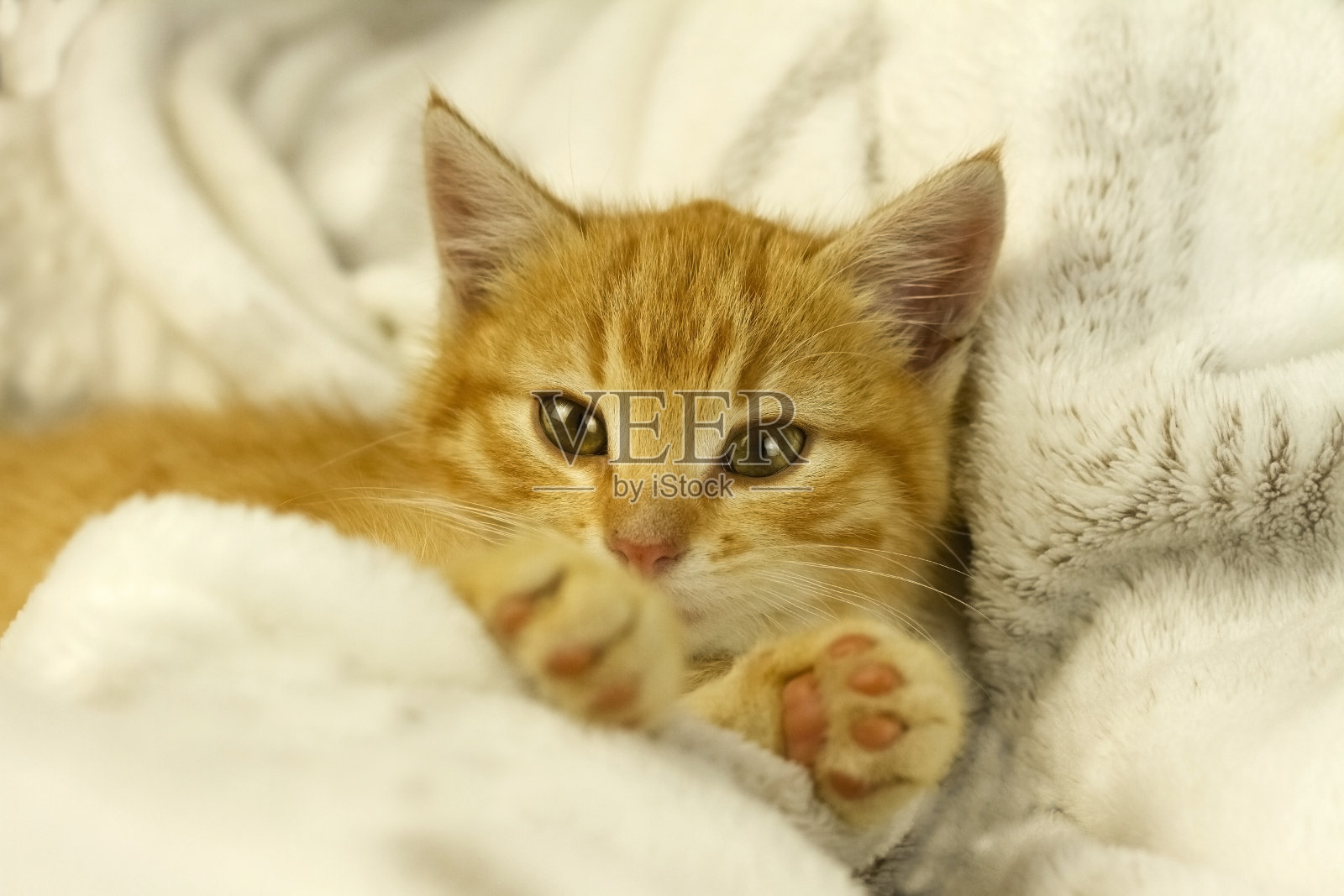 一只小猫躺在白色的毯子上，眼睛直视前方。照片摄影图片