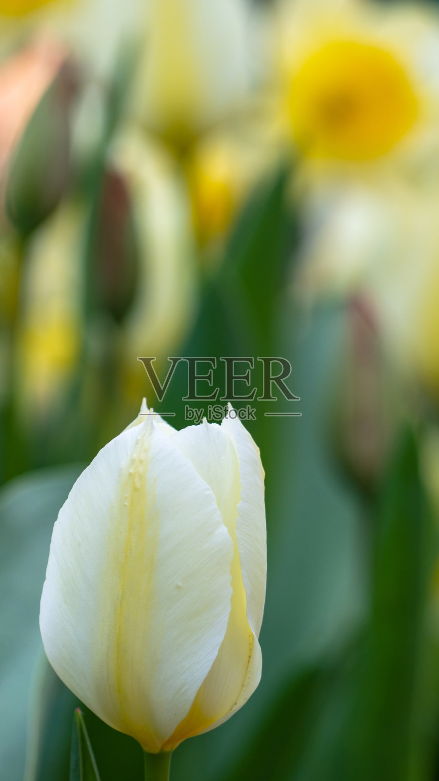 一张白色郁金香在绿色花园花坛上的特写。生日、母亲节、情人节的鲜花贺卡。郁金香鲜花清新的春天背景照片摄影图片