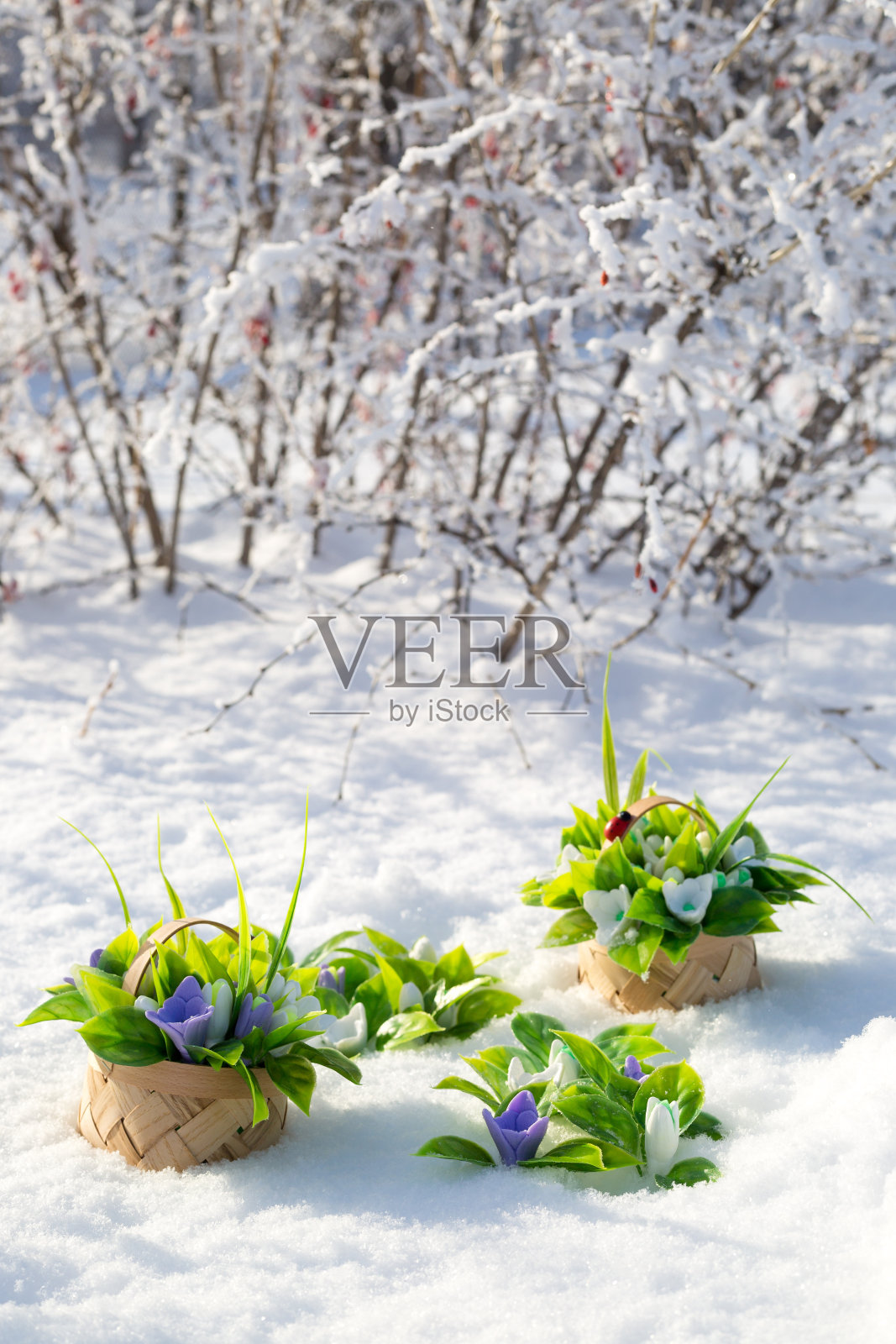 春天的第一朵花是雪花莲，在一个阳光明媚的霜冻日子里，放在雪中，做成手工制作的小篮子里照片摄影图片