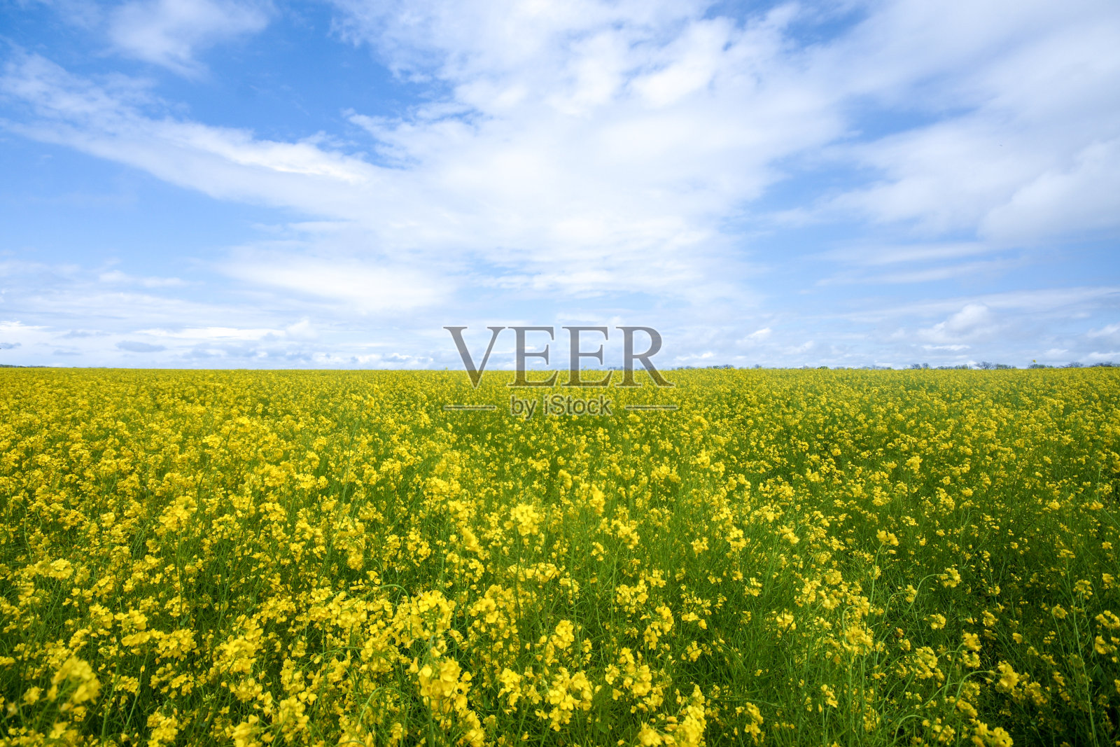 一片黄色的花延伸到地平线之外照片摄影图片