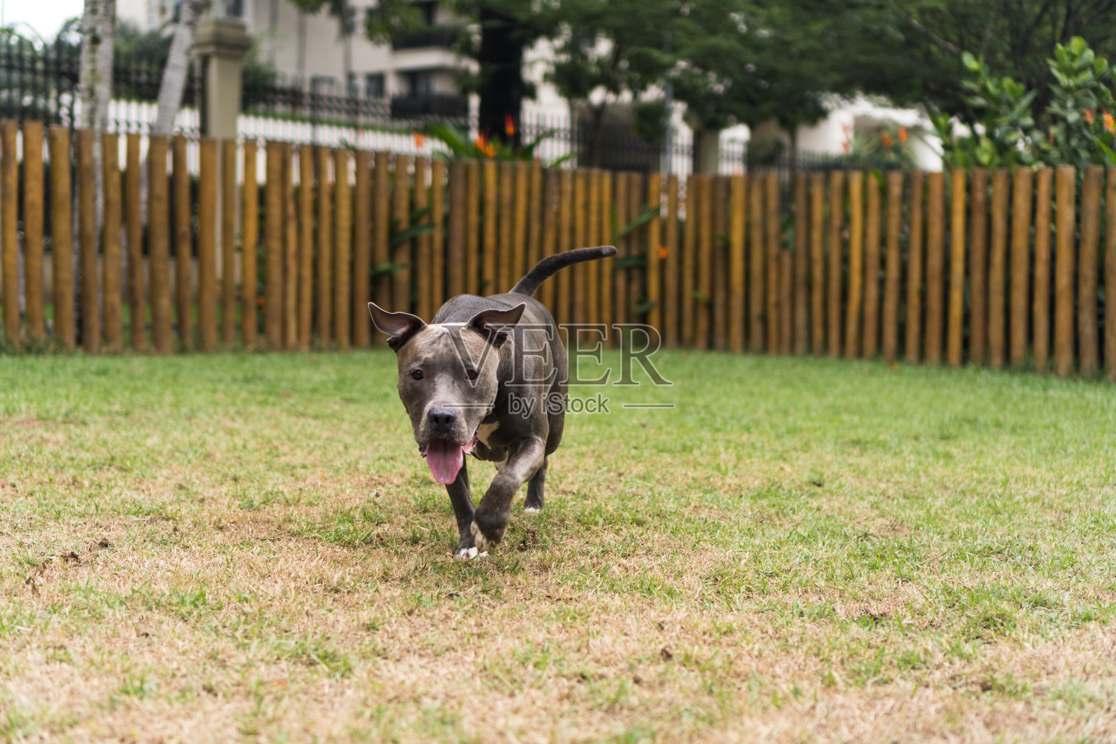 在公园里玩的斗牛犬。绿色的草地，肮脏的地板，到处都是木桩。有选择性的重点照片摄影图片