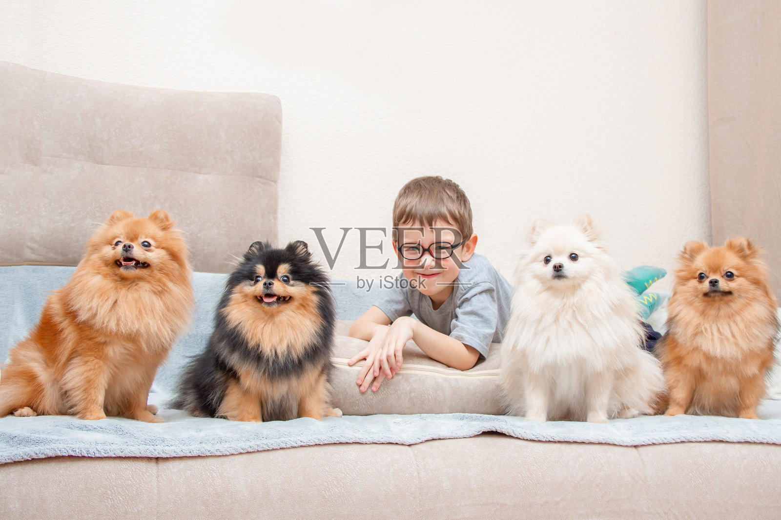 一群四只博美犬(博美犬)和一个小男孩一起看电视。照片摄影图片