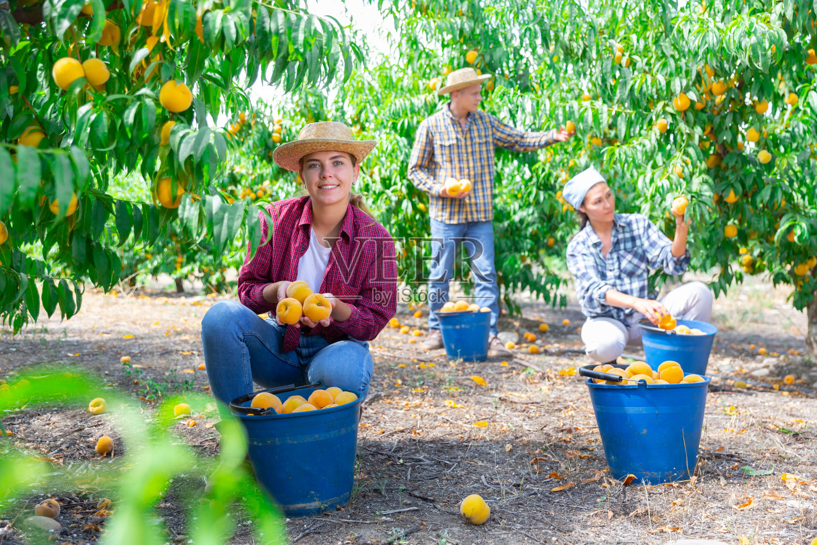年轻的农妇在果园里摘桃子照片摄影图片