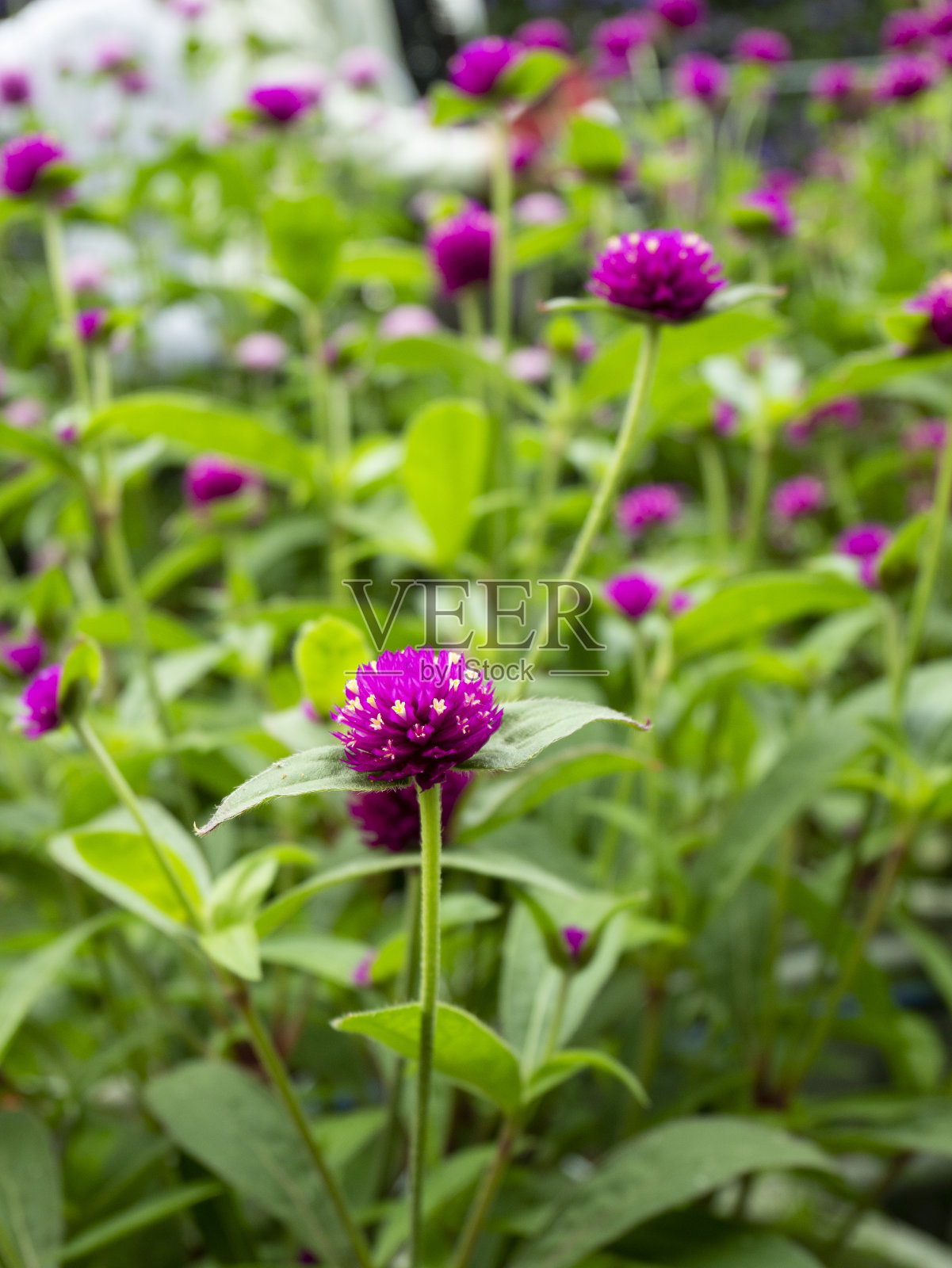 亮品红色的球形毛茛属植物照片摄影图片