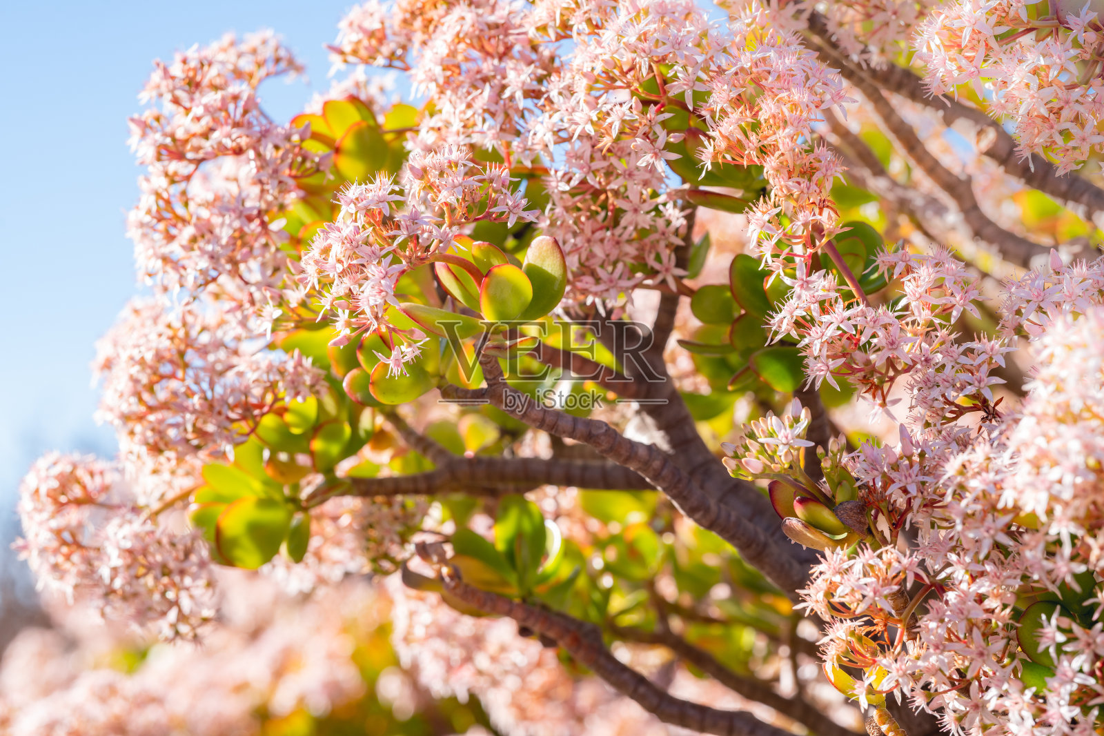 在加利福尼亚的花园里，一种冬末开花的玉植物(星菊)照片摄影图片